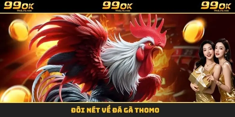 Gà Chọi Thomo 99OK - Cá Cược Đỉnh Cao Hầu Bao Đầy Tiền 1 Đôi nét về đá gà thomo