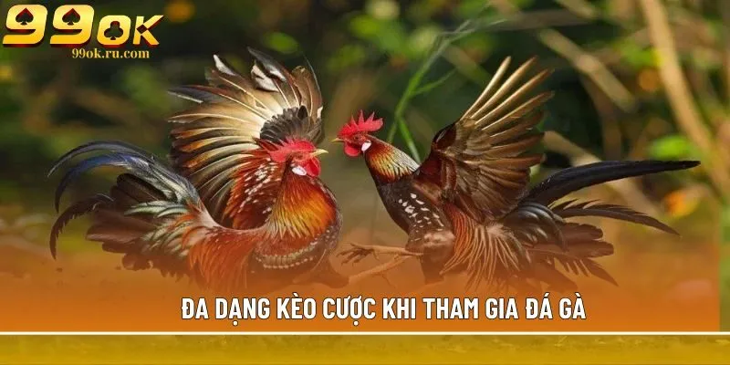Đa dạng kèo cược khi tham gia đá gà