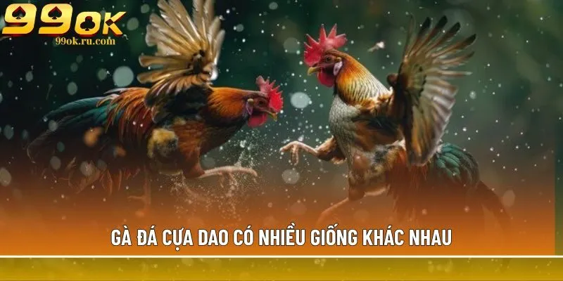 Gà đá cựa dao có nhiều giống khác nhau