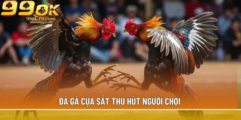 Đá gà cựa sắt thu hút người chơi 